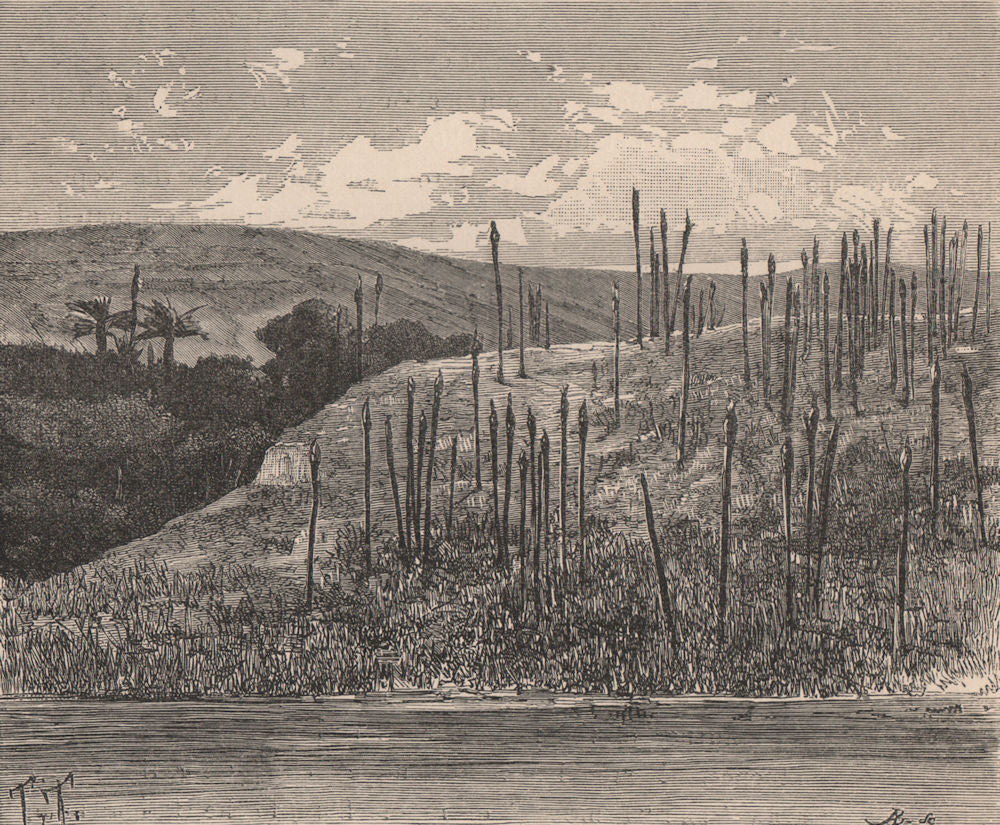 Dead Trunks of Palms near M'suala, on the Congo. Congo Basin 1885 old print
